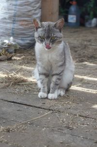 Portrait of cat sitting on footpath