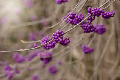 Close-up of purple flowering plant