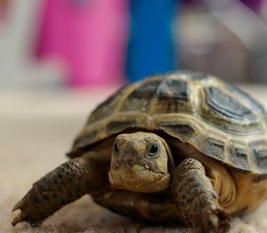 Close-up of a turtle