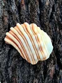 High angle view of shell on tree trunk