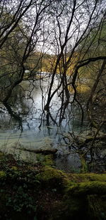 Bare tree by lake in forest