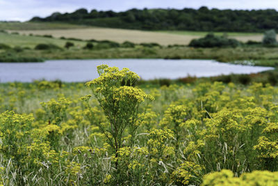 Close-up of plant growing on field