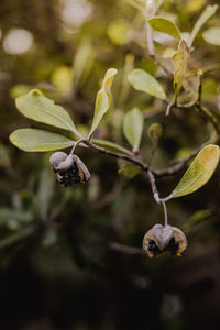 Close-up of berries growing on plant