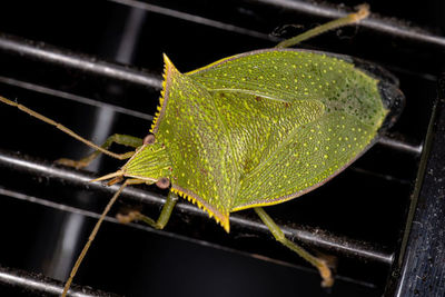 Close-up of insect on leaf