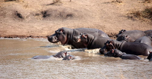 Hippos in water