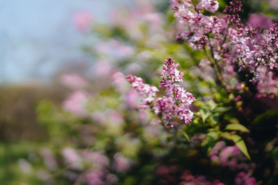 Close-up of pink flowering lilac plants on field