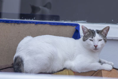 Close-up of a cat resting