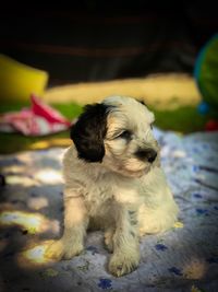 Close-up of puppy sitting outdoors