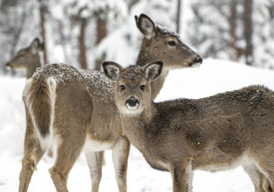 Baby deer in the snow 