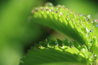 Close-up of wet leaves