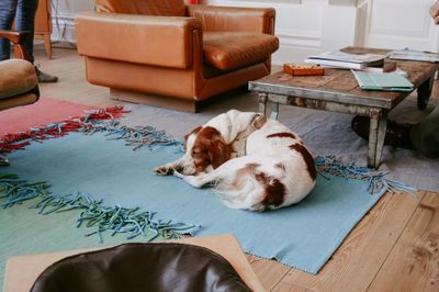 Dog relaxing on sofa at home