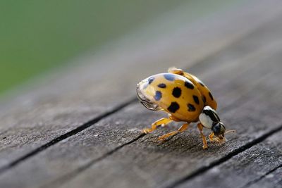 Close-up of ladybug on wood