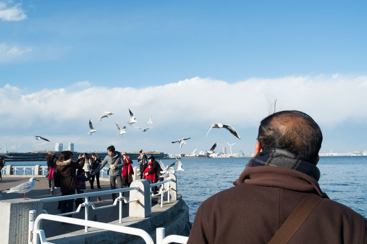 sea, real people, sky, rear view, flying, day, men, water, bird, beach, outdoors, large group of people, horizon over water, nature, seagull, sitting, women, animals in the wild, large group of animals, beauty in nature, people