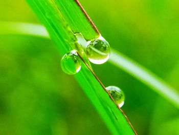 Close-up of water drop on grass
