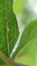 Close-up of insect on leaf