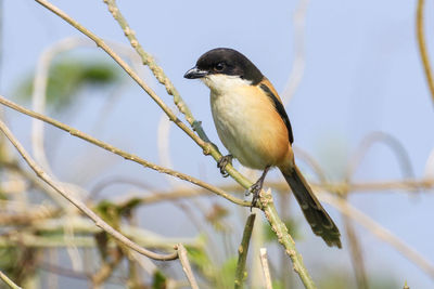 Close-up of bird perching on branch