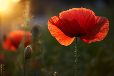 Close-up of red poppy flower