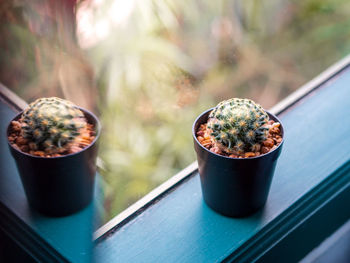 Close-up of potted plant on window sill