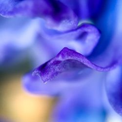 Extreme close up of purple flower