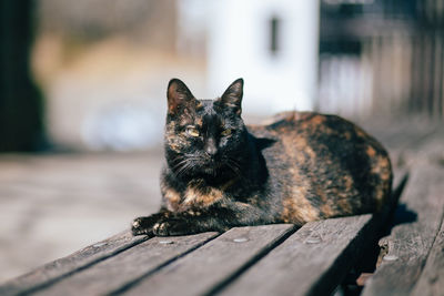 Close-up of cat on wood