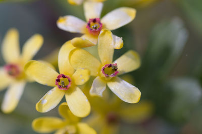 Close-up of yellow flowering plant