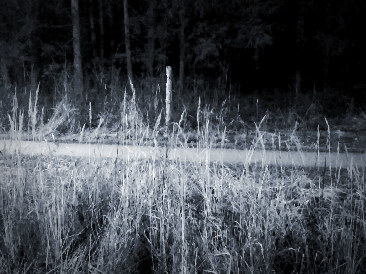 PLANTS GROWING ON FIELD