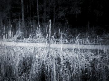 Grass growing on field