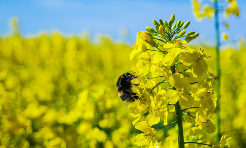 Close-up of bee pollinating on flower