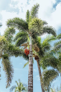 Low angle view of coconut palm tree against sky