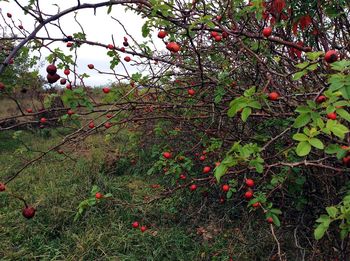 Close-up of berries growing on tree against sky