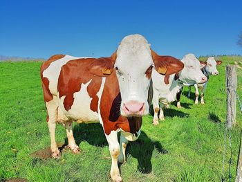 High angle view of cow standing on field against sky