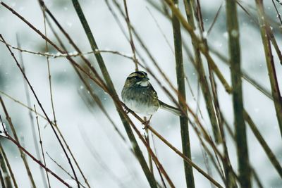 Close-up of bird perching on branch