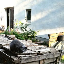 Cat on a window of a building