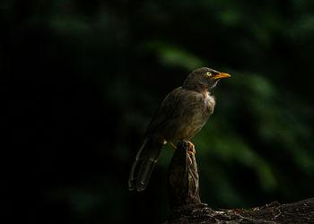 Close-up of bird perching on a tree