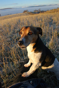 Close-up of dog sitting on field