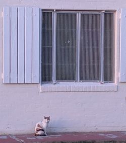 Full length of a dog on window of building