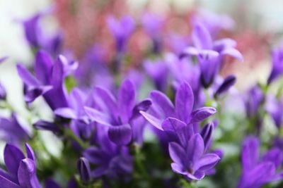 Close-up of purple crocus flowers