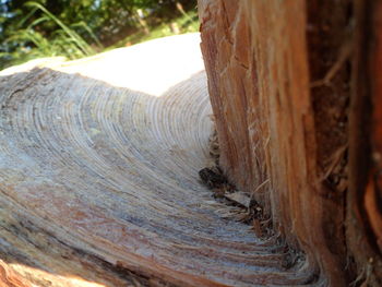 Close-up of insect on tree trunk