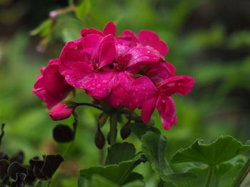 Close-up of pink rose