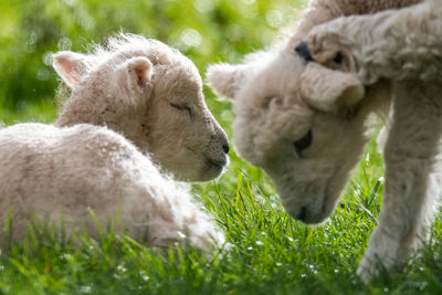 Sheep relaxing on field