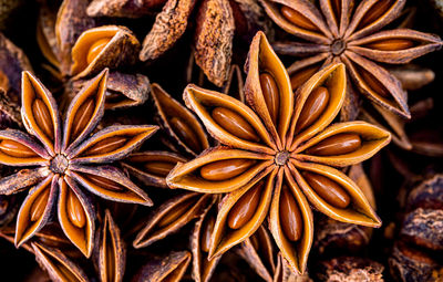 High angle view of flowers