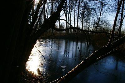 Reflection of trees in water