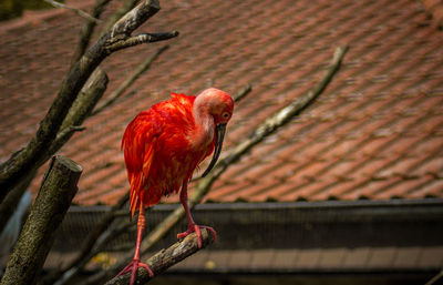 Close-up of bird perching on roof