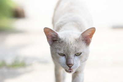 Close-up portrait of cat against blurred background