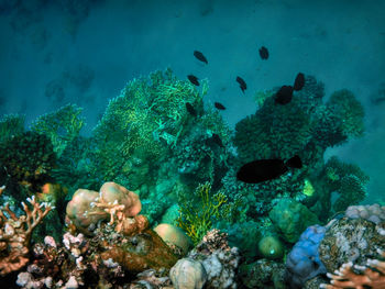 Fish swimming in sea