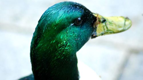 Close-up of a bird