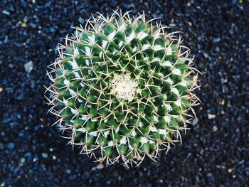 High angle view of cactus plant