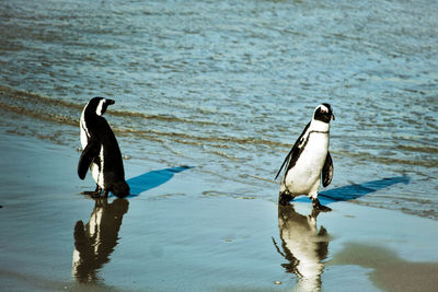 Cape town penguin portrait at boulder beach in simon's town, south africa