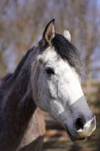 Close-up of a horse