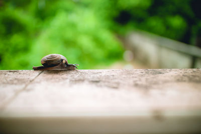 Close-up of snail on wall